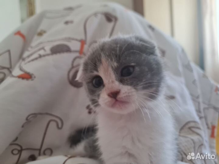 Кошка и котенок