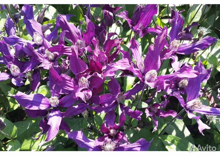 Клематисы сорта в объявлении