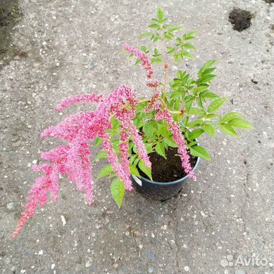 Астильба Ред Шарм