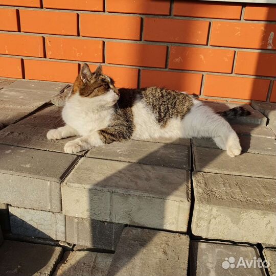 Без породы