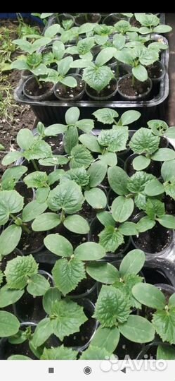 Рассада огурцов