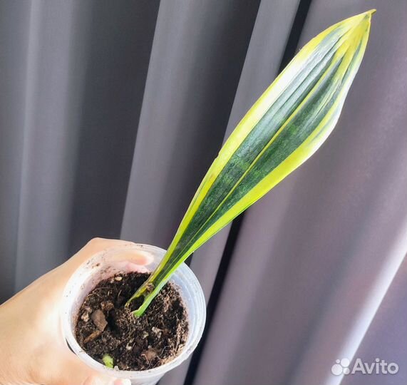 Сансиверии, много сортов, редкие