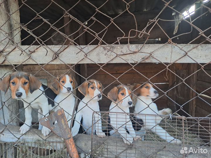 Русская пегая гончая