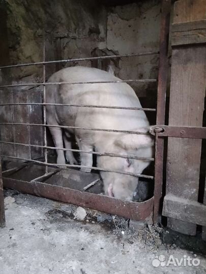 Молодой хряк на случку