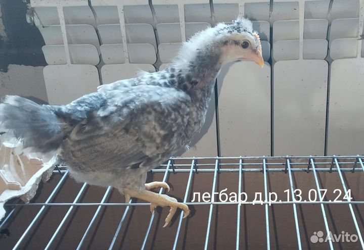 Цыплята легбары, борковская борвистая, шёлки