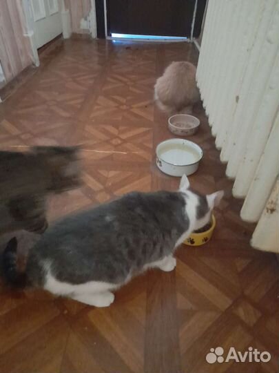 Отдам бесплатно кошку кота стерилизованф
