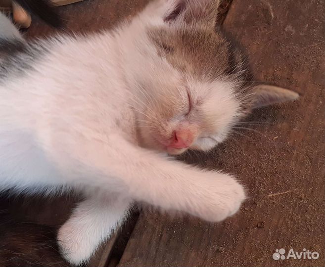 Котята, родились 05.07, бесплатно