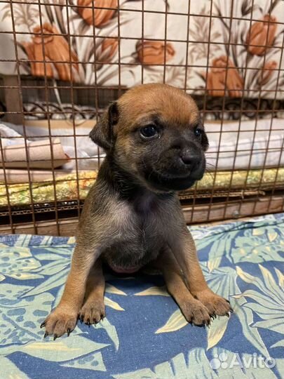 Той-терьеры