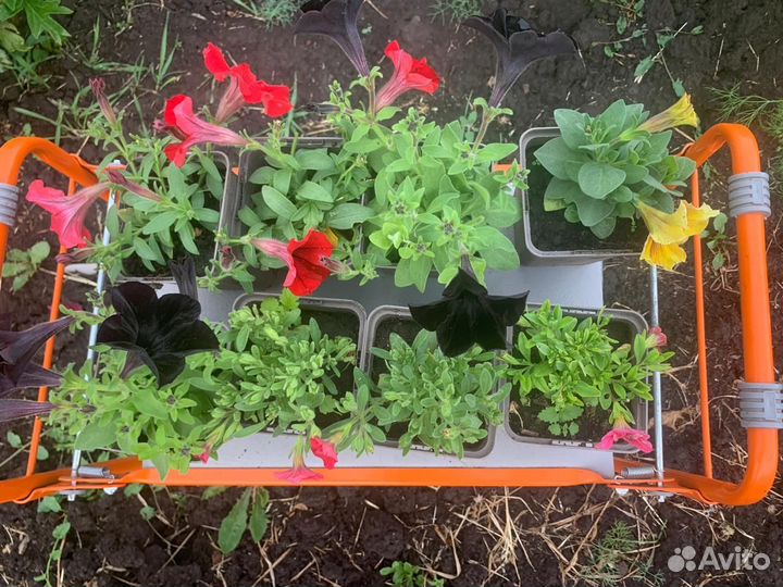 Петуния, калебрахуа