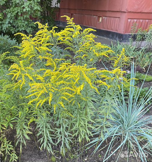 Золотарник