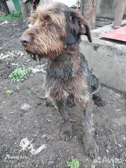 Собака дратхар