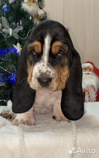 Бассет -хаунда щенки РКФ