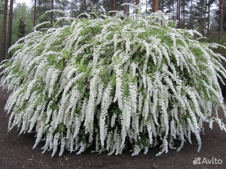 Спирея. Укор. черенки,Р9, С1