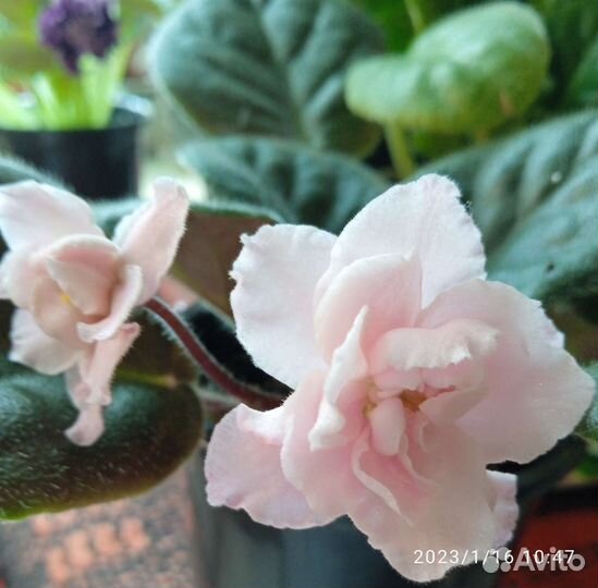 Фиалки как подарок ко дню рождения