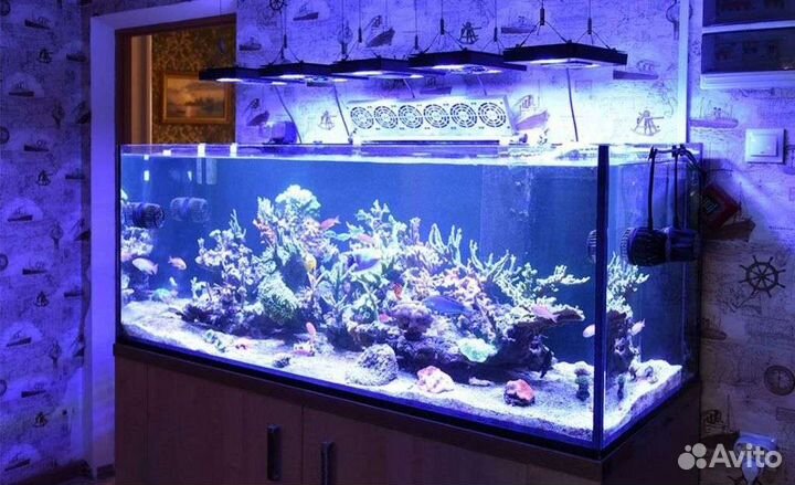 Обслуживание морских аквариумов