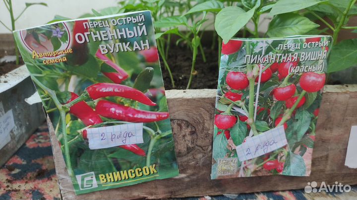 Рассада острого перца