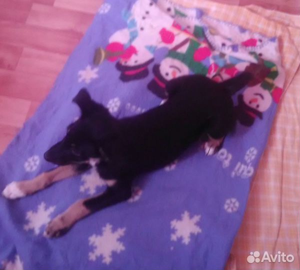 Щенок в добрые руки бесплатно маленькая порода