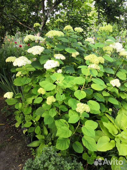 Гортензия метельчатая, древовидная