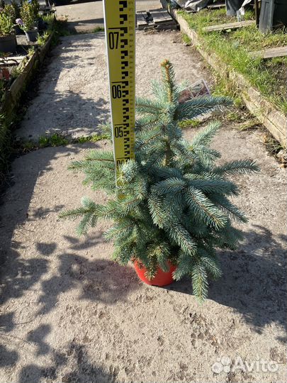 Ель голубая super блю