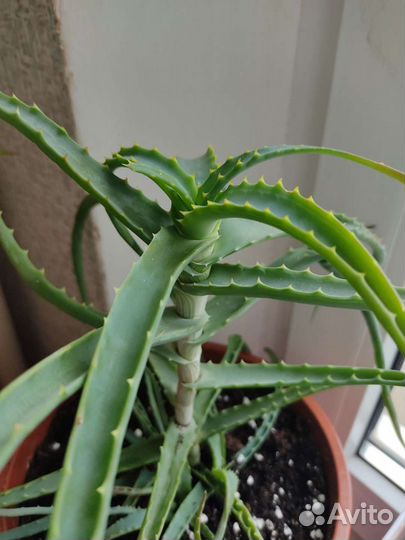 Продам цветы комнатные