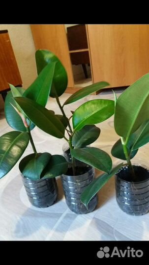 Фикус каучуконосный