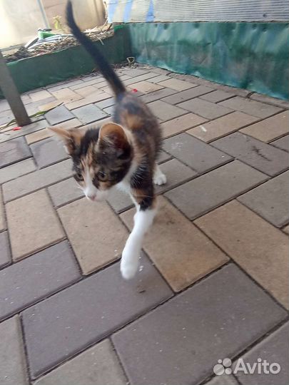 Кошка в дар бесплатно