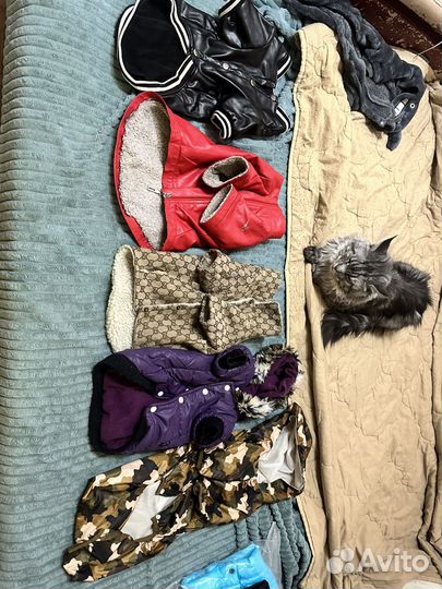 Собачьи вещи