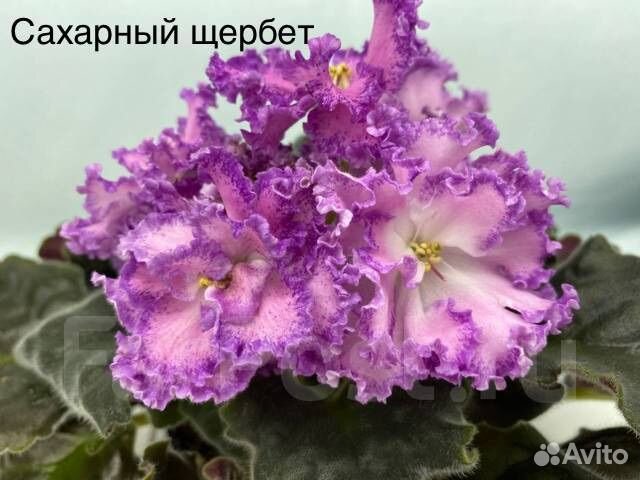 Фиалка коллекционная