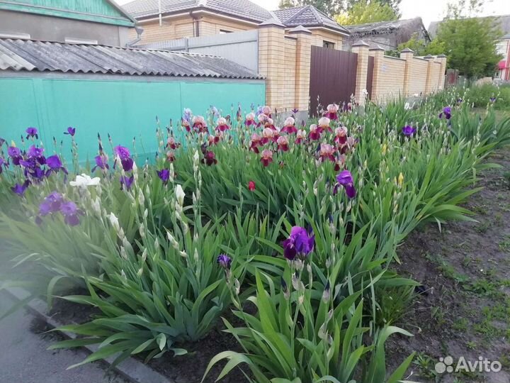 Цветы ирисы