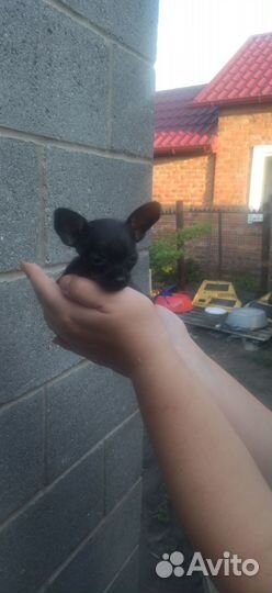 Щенки тойтерьер мини