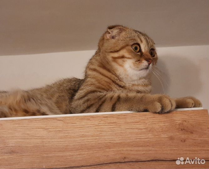 Шотландская