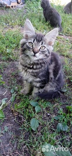 Котята в добрые руки бесплатно