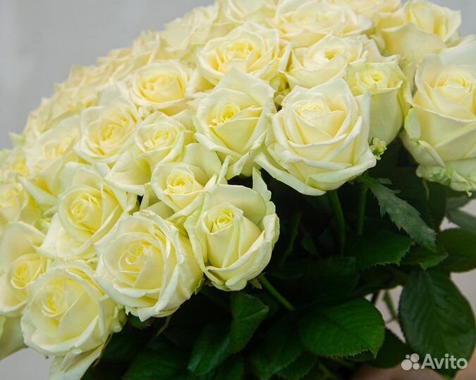 Букет из 51 белой розы 40 см (Россия) под ленту