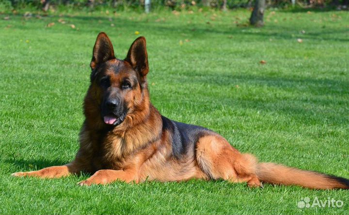 Овчарки - крепкие щенки