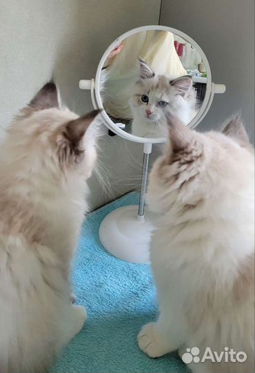 Невская маскарадная