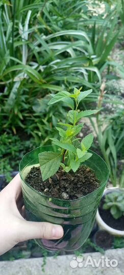 Спирея японская