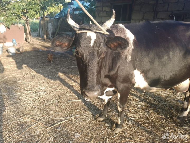 Коровы дойные молочные