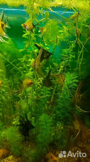 Аквариумные рыбки скалярии