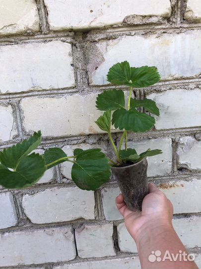 Клубника саженцы