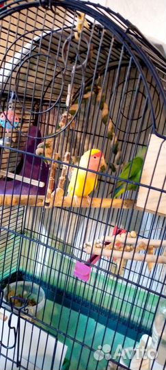 Попугай неразлучники с клеткой