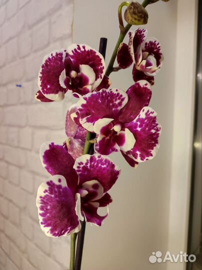 Орхидея фаленопсис