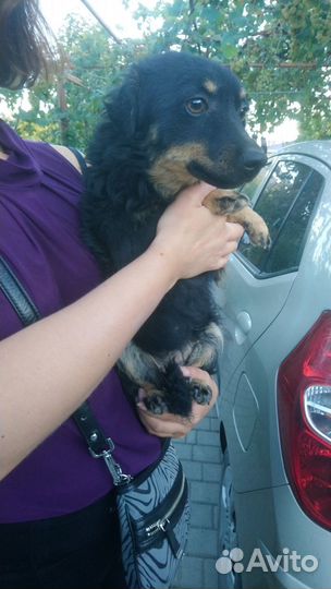 Собачка девочка