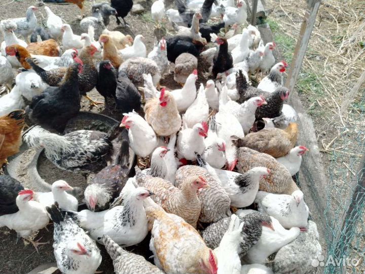 Куры породистые
