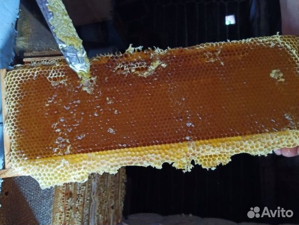 Мед 24 года Алтайский оптом