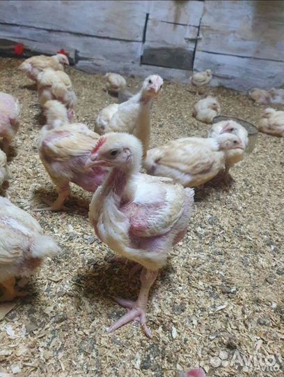 Бройлер подрощенный