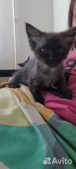 Котёнок 3 месяца