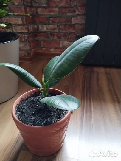 Фикус каучуконосный