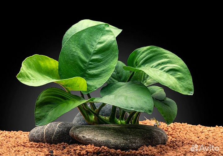 Аквариумные растения