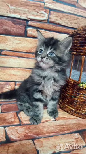 Котята мейн-кун