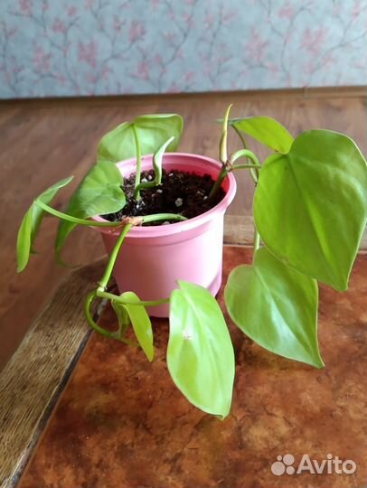 Филодендрон